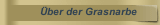 Über der Grasnarbe